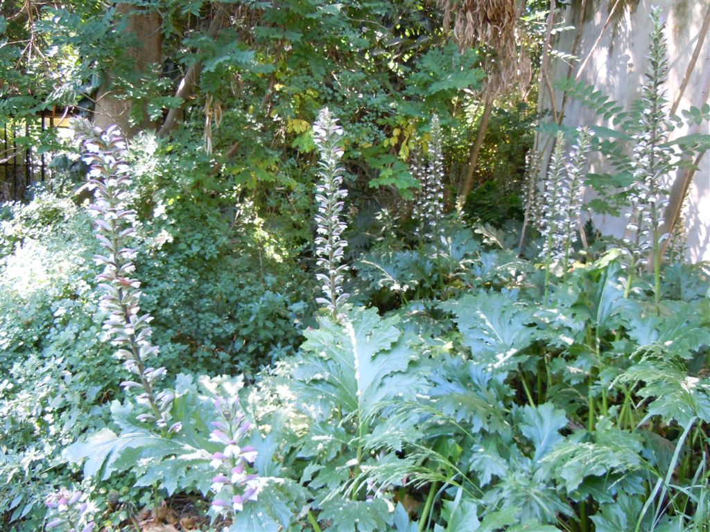 Acanthus mollis / Acanto comune